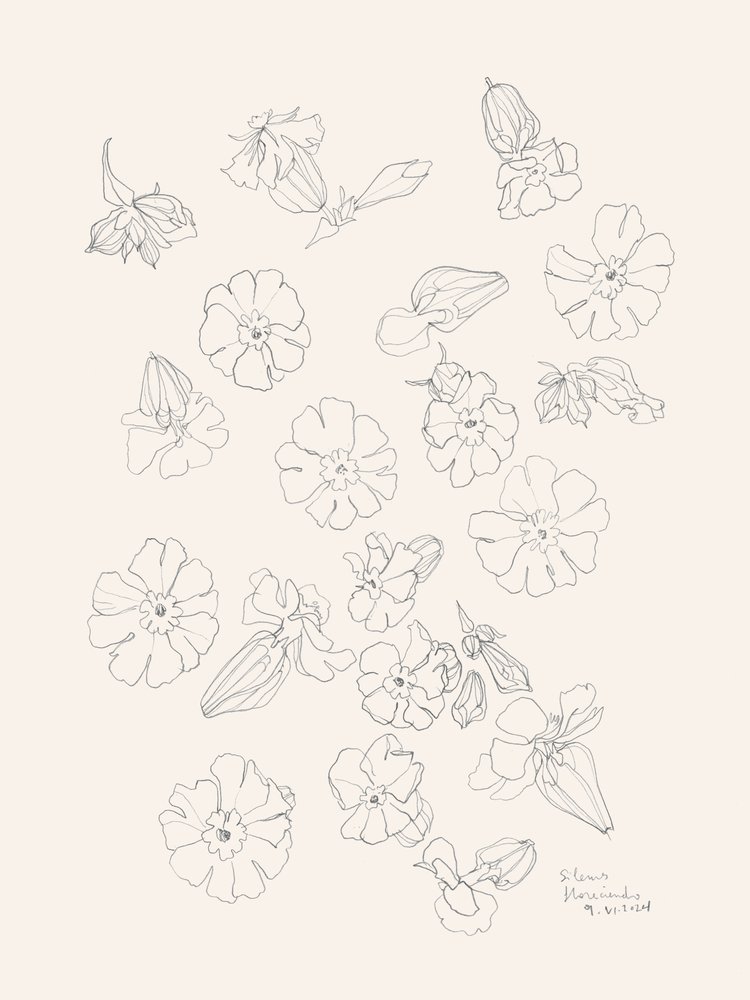 Desenhos elegantes de flores de Catalina Somolinos