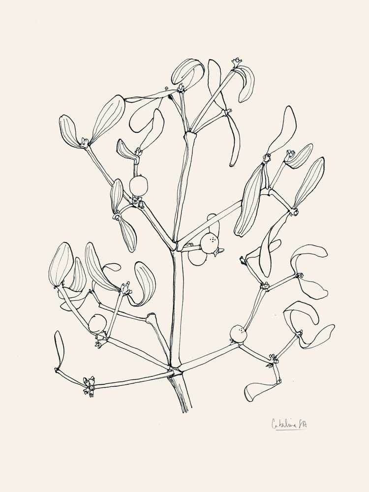 Desenho a linha de visco natalício de Catalina Somolinos