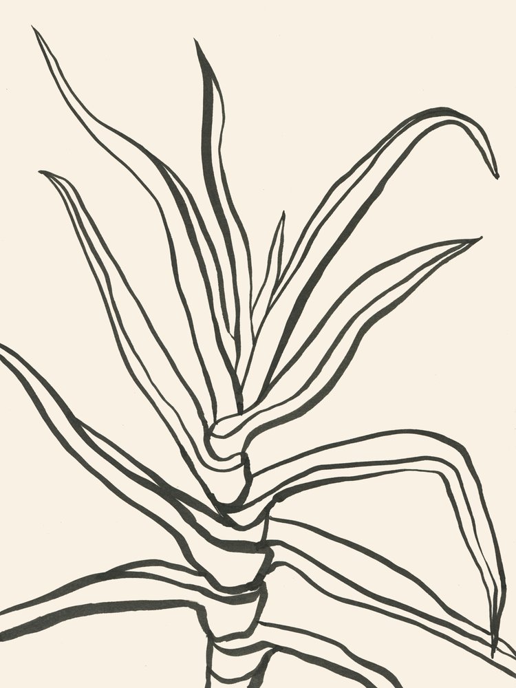 Esboço minimalista de uma planta de Catalina Somolinos