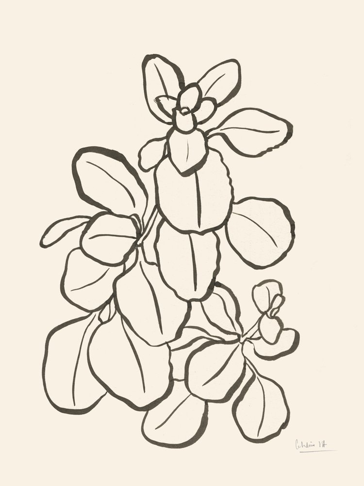 Desenho de folhas orgânicas de Catalina Somolinos