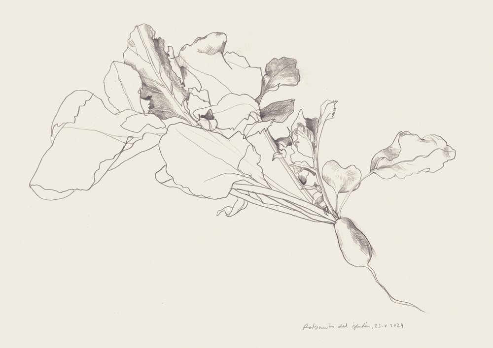Desenho botânico do rabanete de Catalina Somolinos