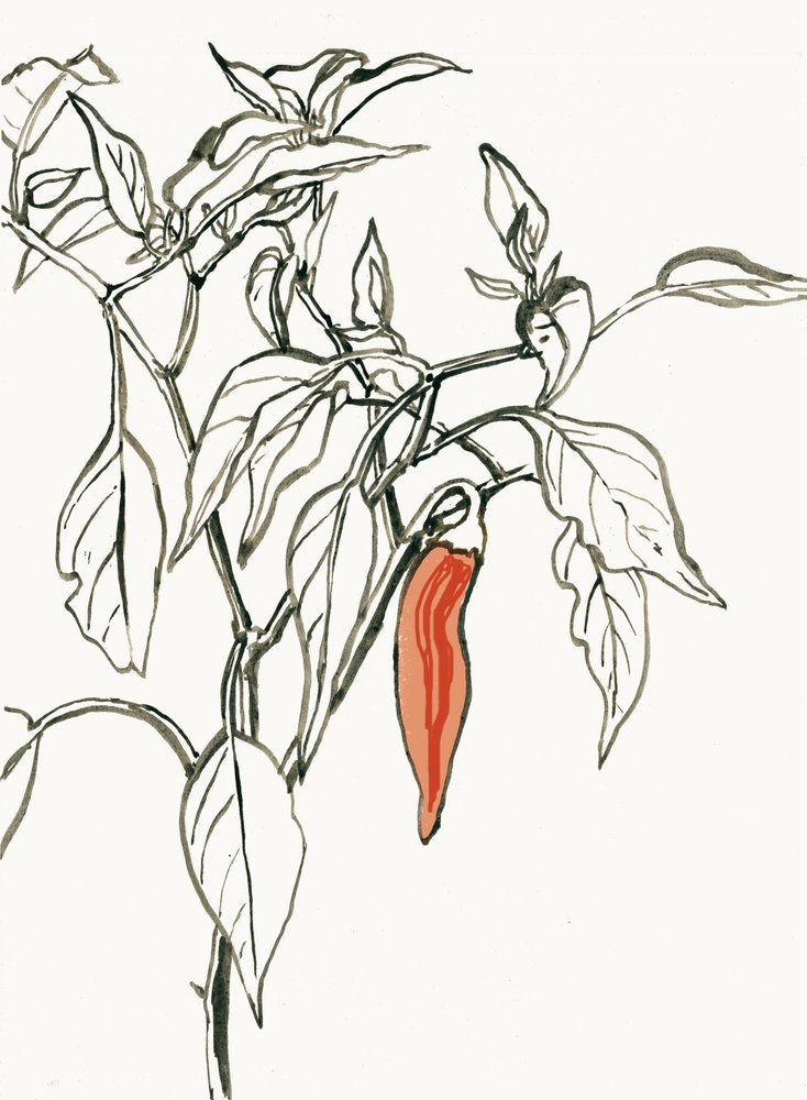 Desenho de um pimentão colorido de Catalina Somolinos