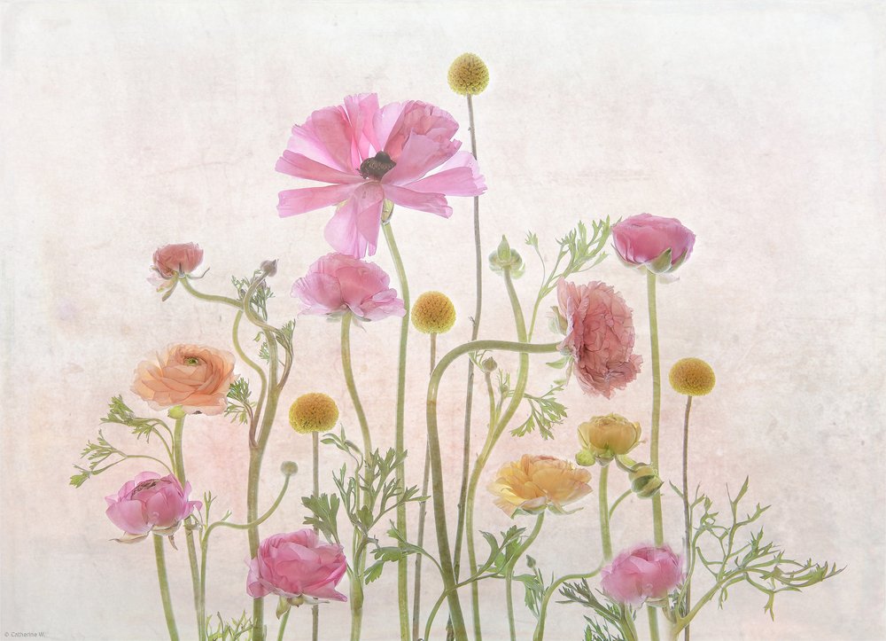 Ranúnculo Rosa Suave de Catherine Wang