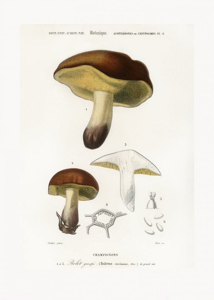 Cogumelo (Boletus circinans) de Charles Dessalines D