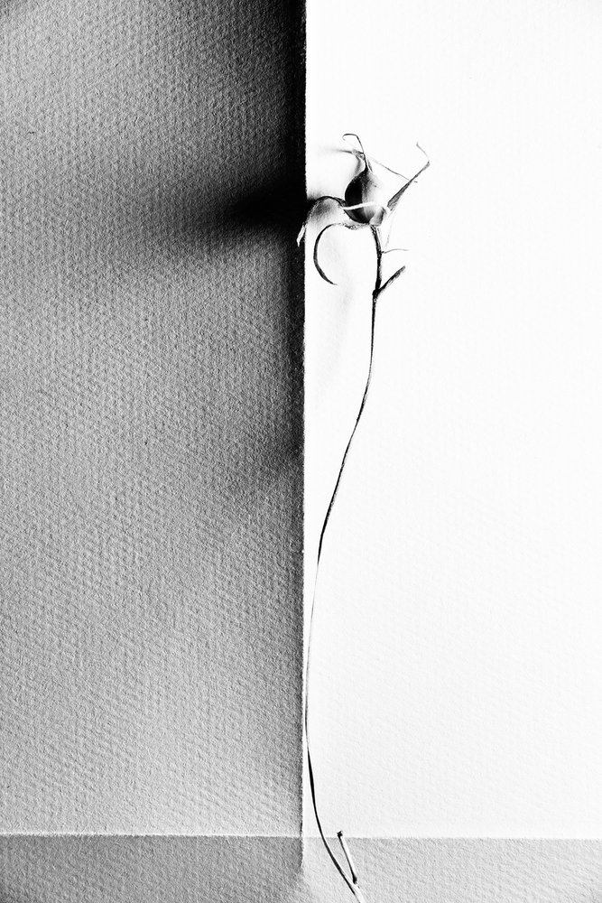 Sombra delicada de uma planta de Chen Hongzhou