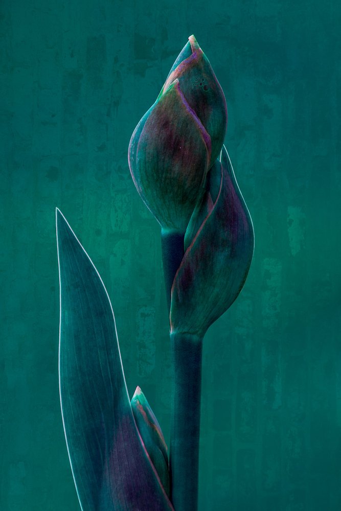 Moody Botanical Bloom de Chris Hamilton