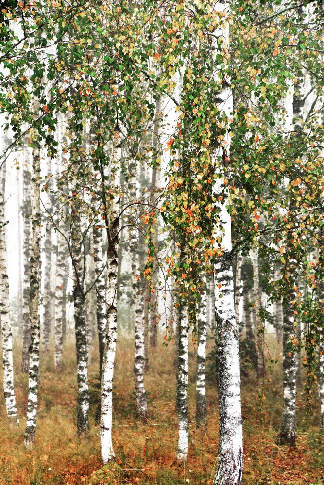 Floresta de bétulas no outono de Christina Sillen