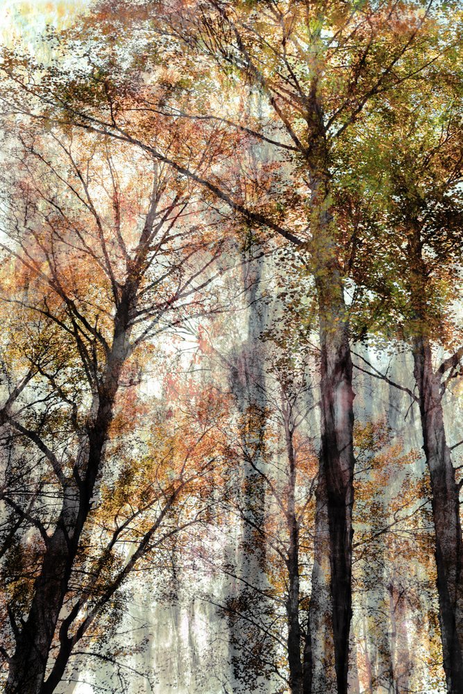 Luz da Floresta no Outono de Christina Sillen