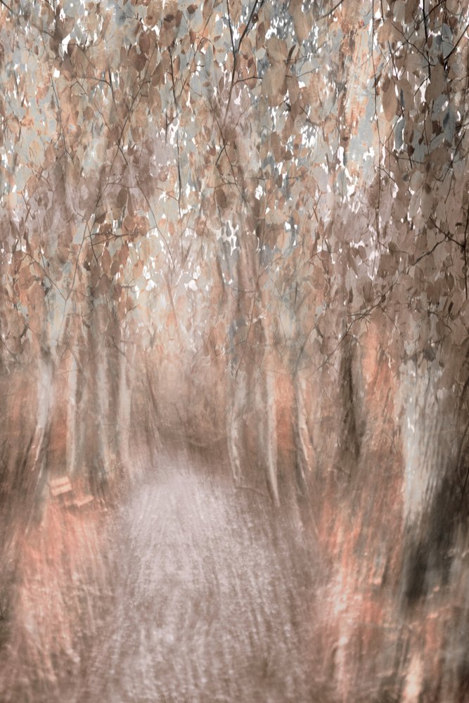 Caminho pela Floresta no Outono de Christina Sillen