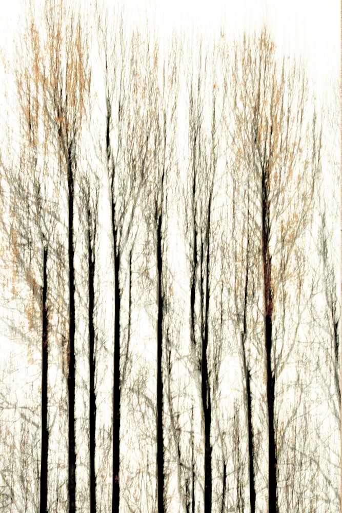 Linhas difusas da floresta de Christina Sillen