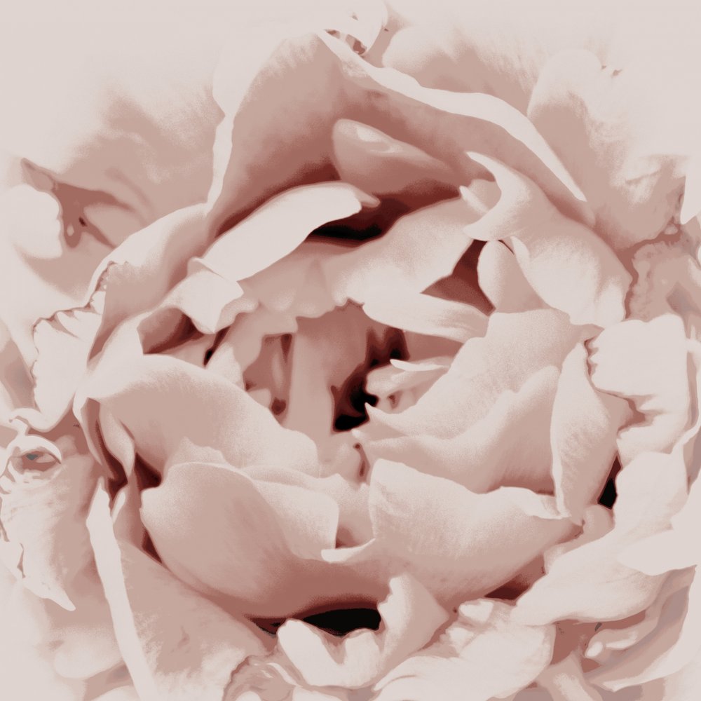 Peônia Rosa Pálido de Christina Sillen