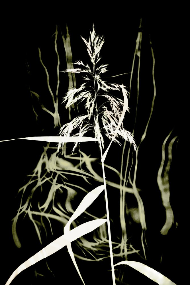  de Christina Sillen