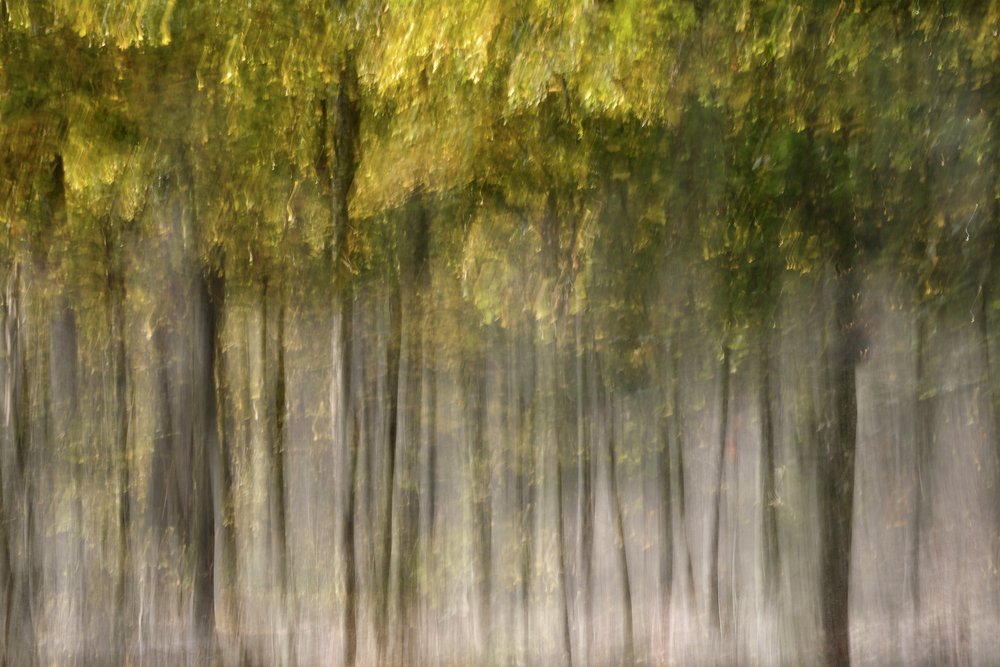 Floresta de Outono de Sonho de Christina Sillen