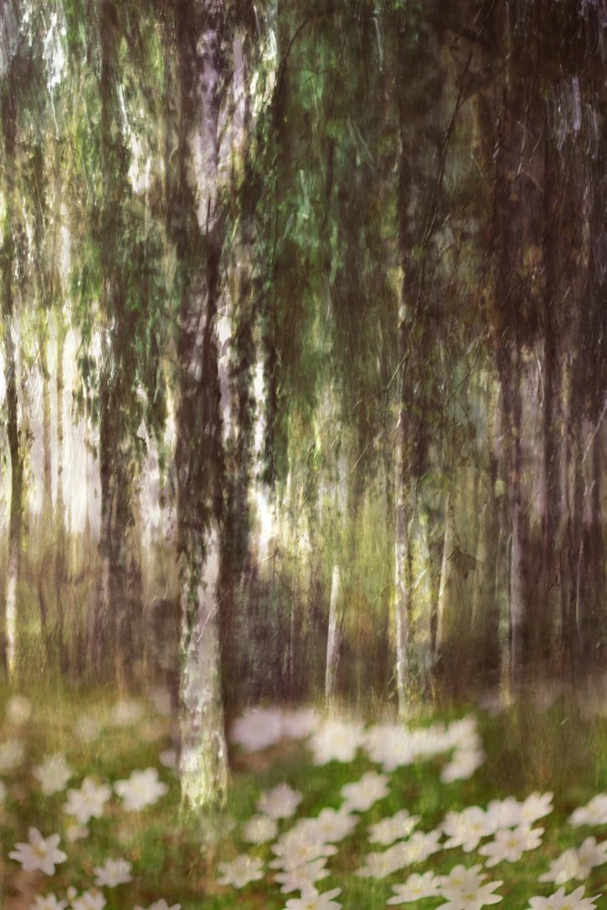 Floresta de bétulas encantadora de Christina Sillen