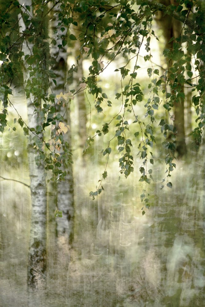 Floresta de bétulas de sonho de Christina Sillen