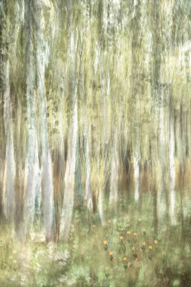 Bosques de bétulas de sonho de Christina Sillen