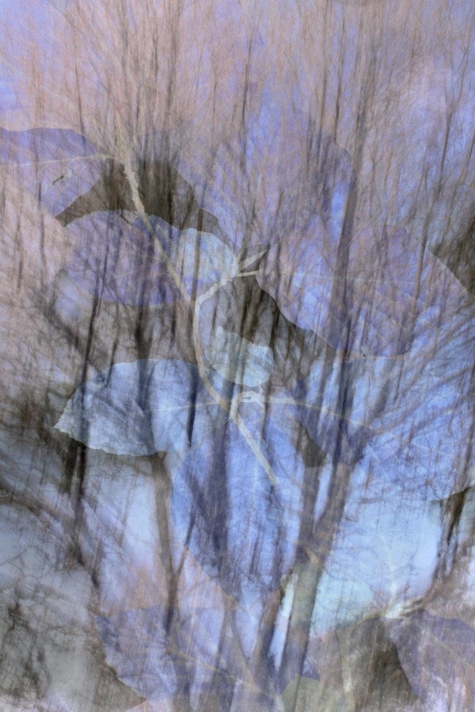 Floresta Azul de Sonho de Christina Sillen