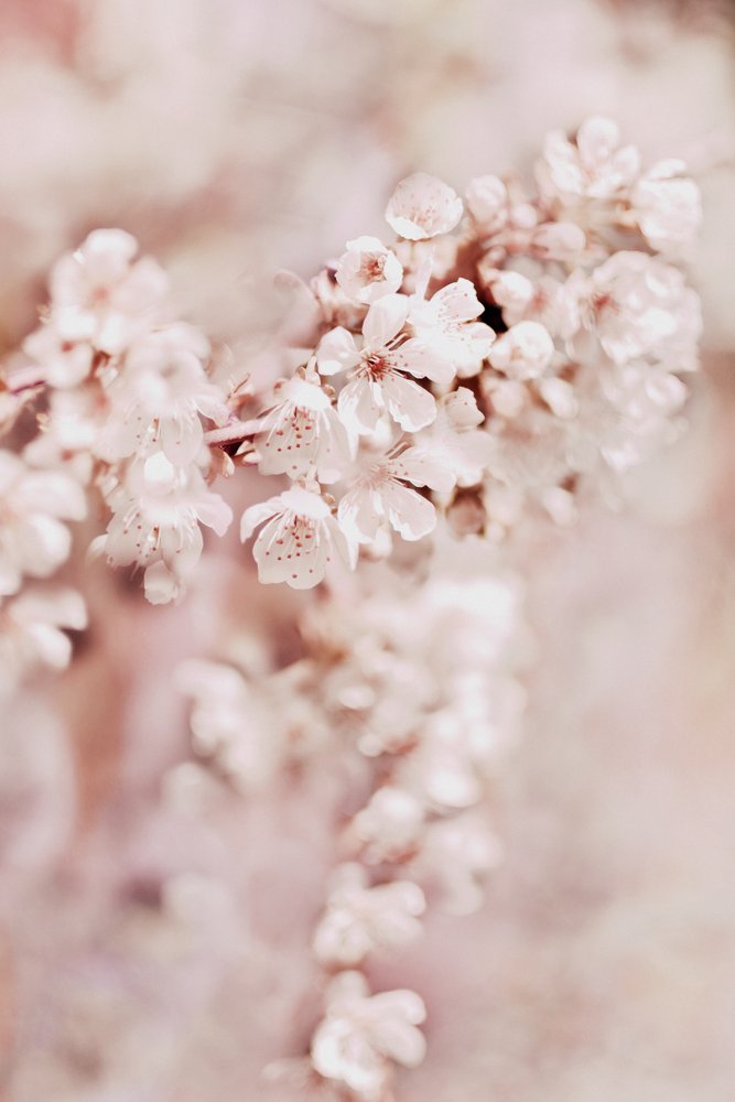 Flores de cerejeira de sonho de Christina Sillen