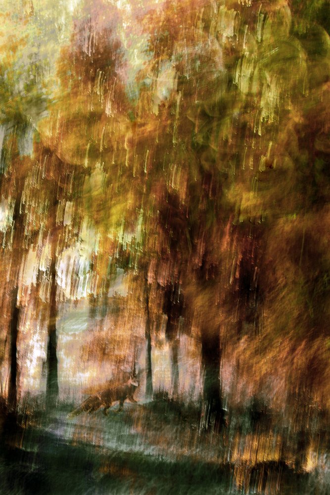 Raposa da Floresta Enchantada de Christina Sillen