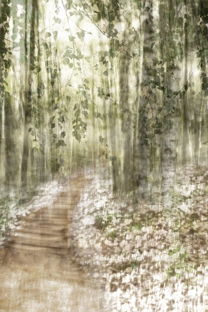 Caminho encantado na floresta de Christina Sillen