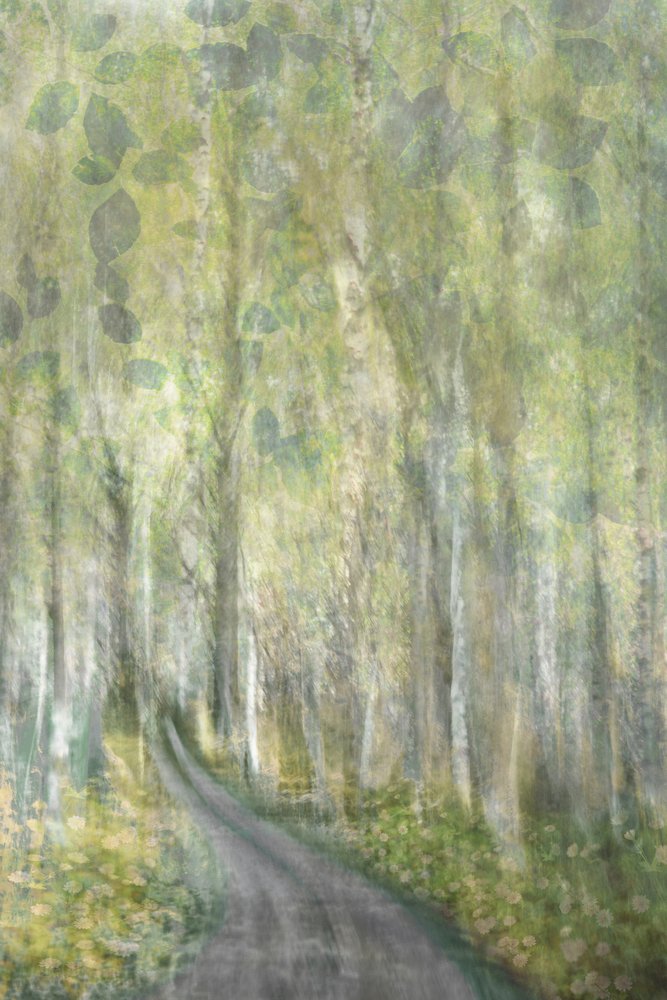 Caminho encantado na floresta de Christina Sillen