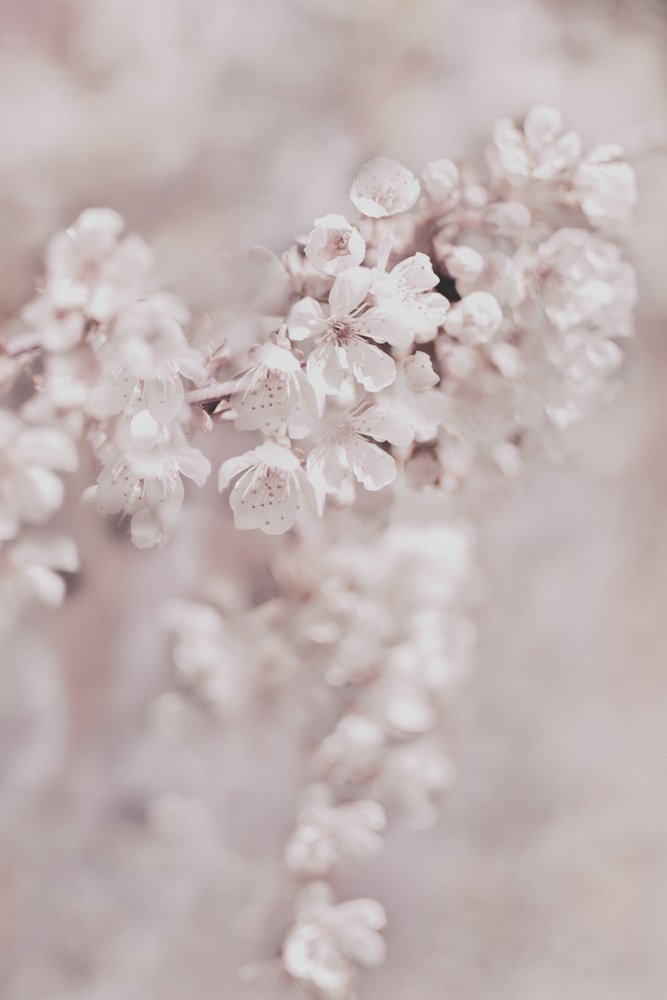 Flores cor-de-rosa de sonho de Christina Sillen