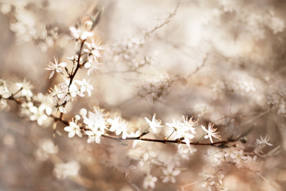 Flores brancas de sonho de Christina Sillen