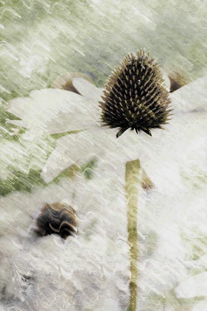 Echinacea Branca Encanada de Christina Sillen