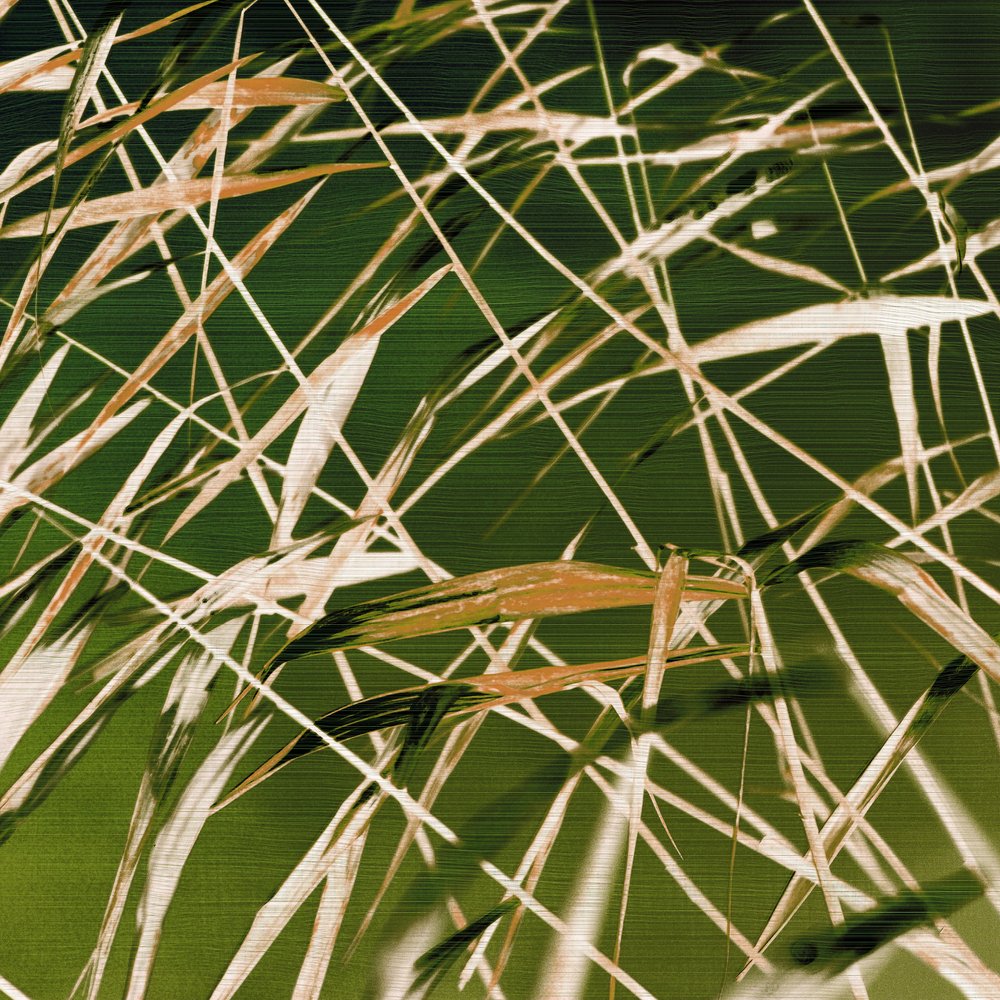 A beleza dinâmica da natureza de Christina Sillen