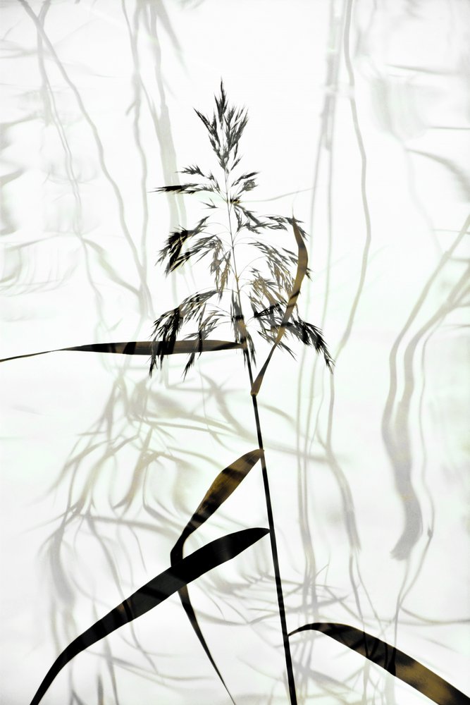 Silhueta elegante de junco de Christina Sillen