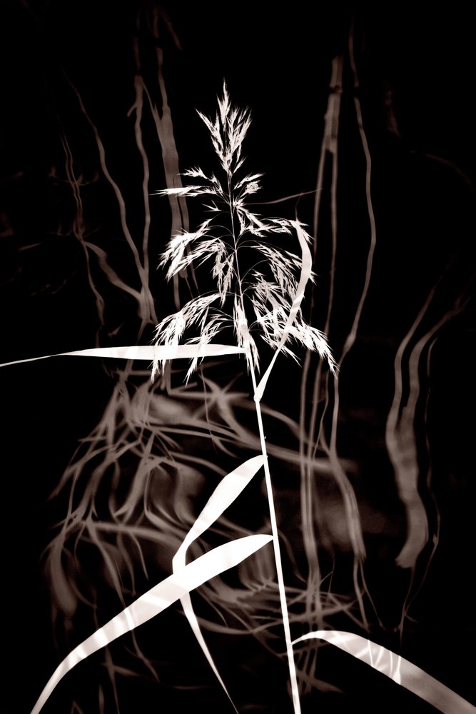 Elegant Sepia Reed de Christina Sillen