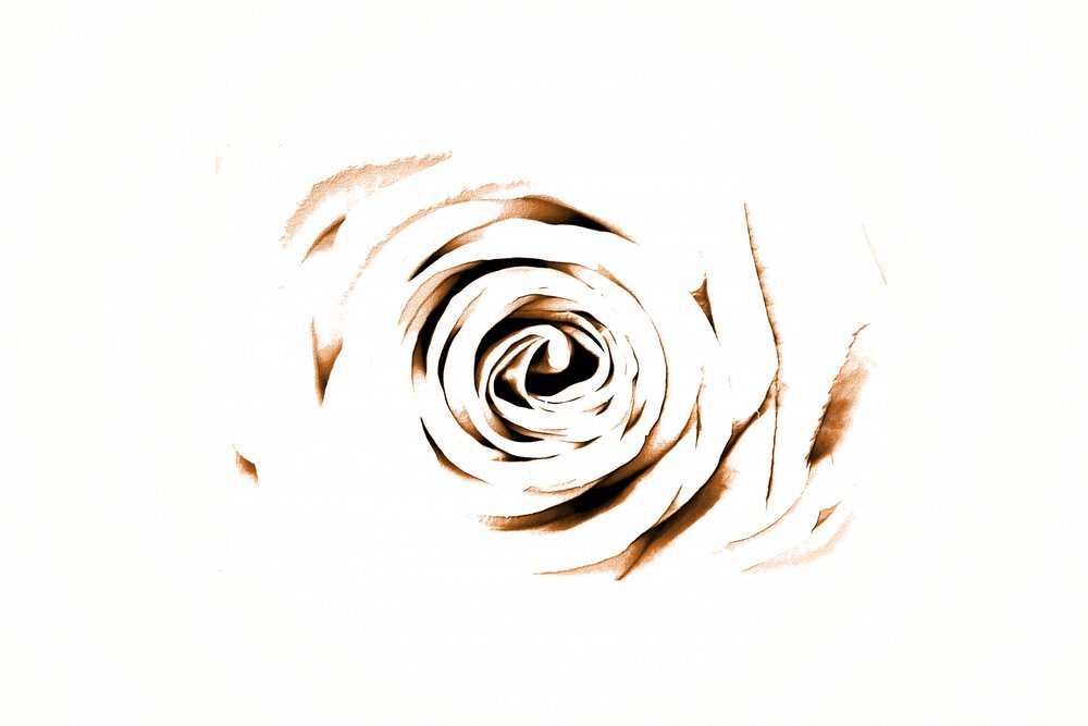 Elegante Sepia Rose de Christina Sillen