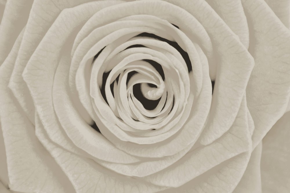 Rosa Branca Elegante de Christina Sillen