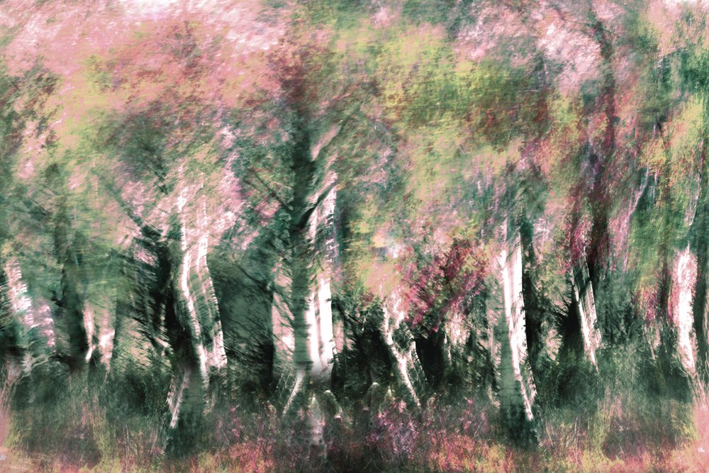 Sonho da Floresta Etérea de Christina Sillen