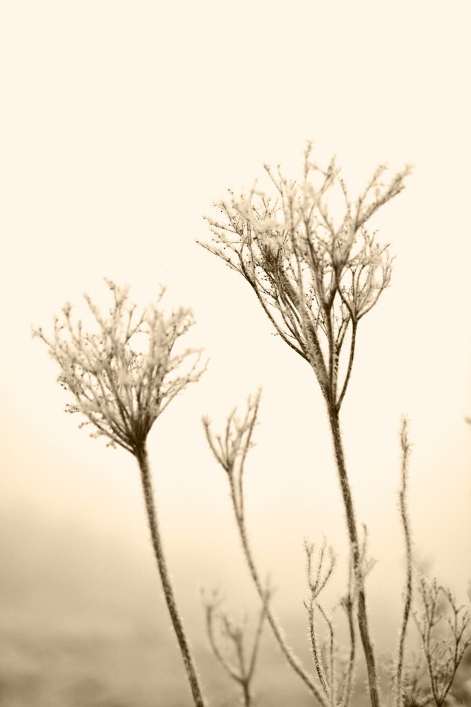 Plantas etéreas de inverno de Christina Sillen