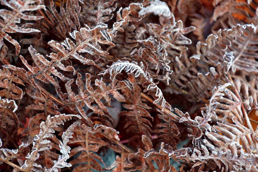 Fetos Congelados de Inverno de Christina Sillen