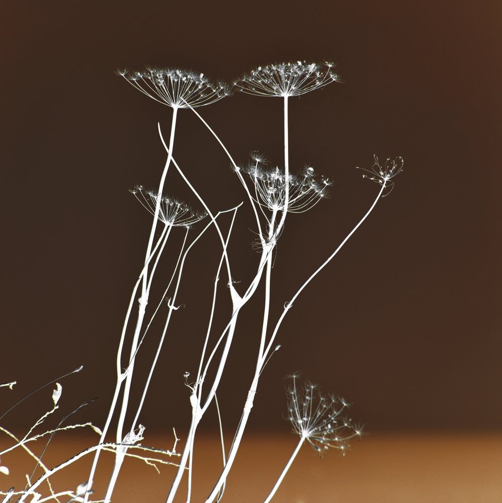 Formas botânicas luminosas de Christina Sillen