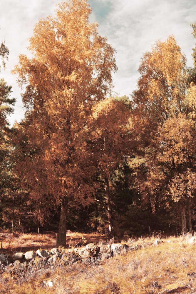 Floresta do Outono Dourado de Christina Sillen