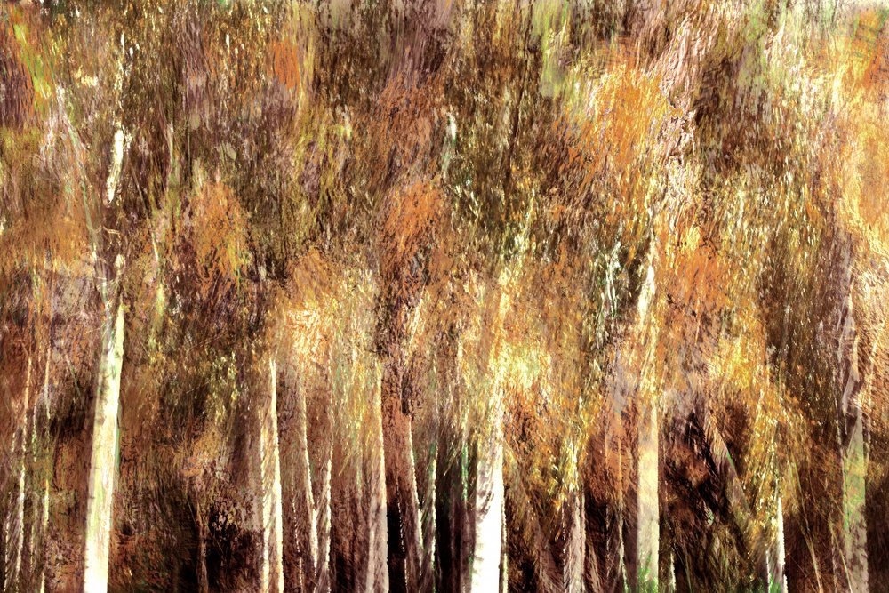 Floresta do Outono Dourado de Christina Sillen