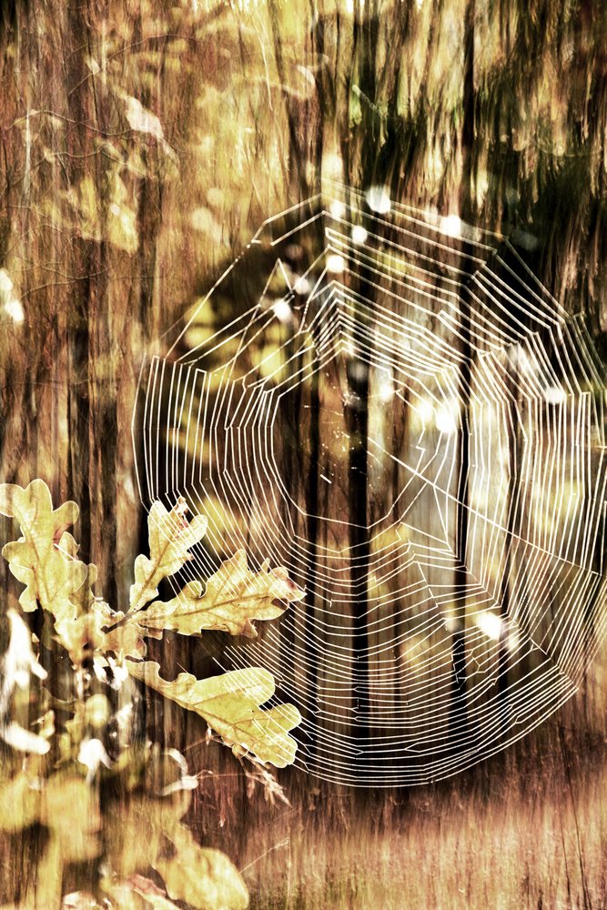 Teia de Aranha do Outono Dourado de Christina Sillen