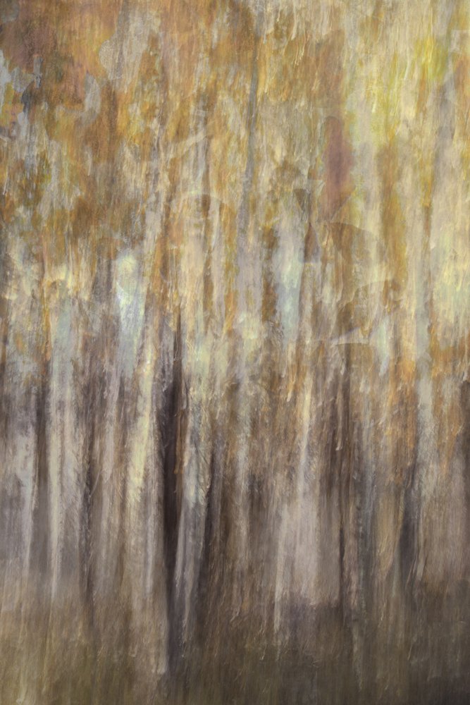 Resumo de «Golden Forest» de Christina Sillen
