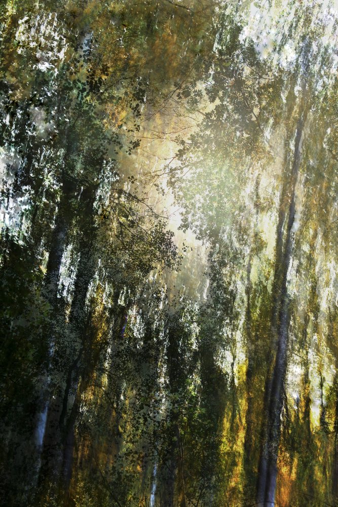 Luz da Floresta Dourada de Christina Sillen