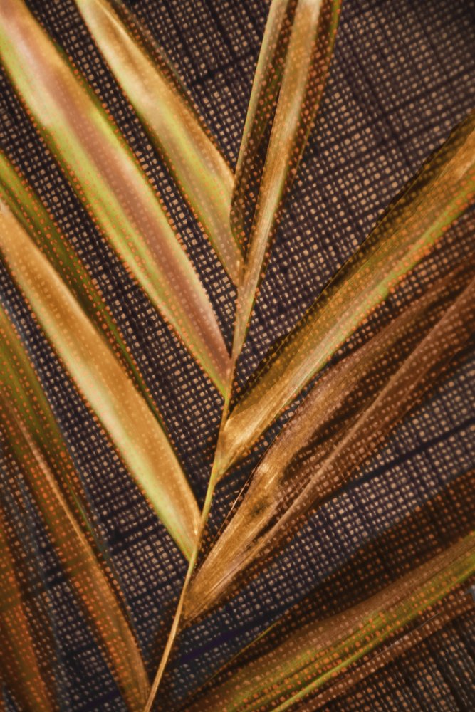 Folhas de palmeira douradas de Christina Sillen