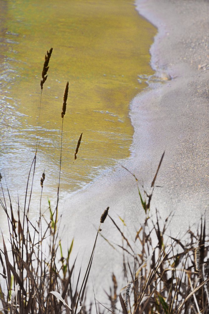 Golden Shore Reeds de Christina Sillen