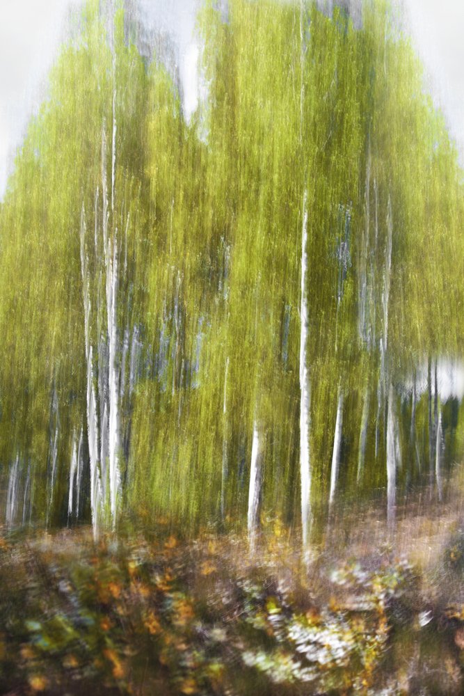 Resumo de «Floresta de Bétulas Verdes» de Christina Sillen