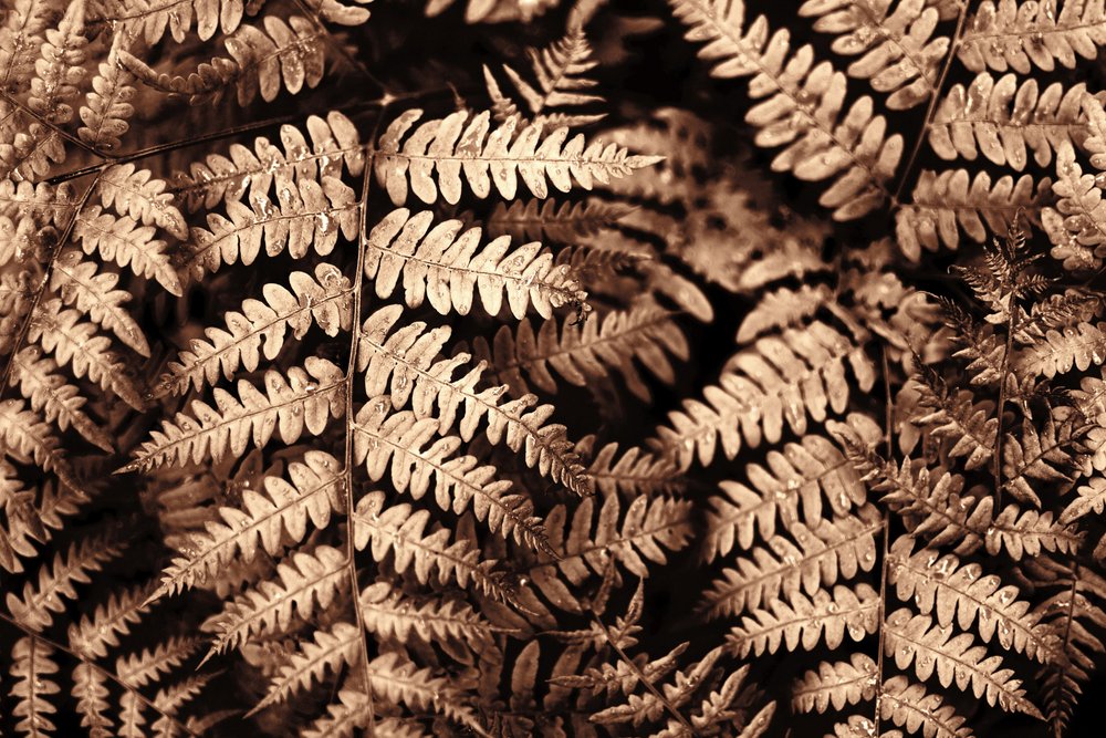 Fetos sépia intricados de Christina Sillen