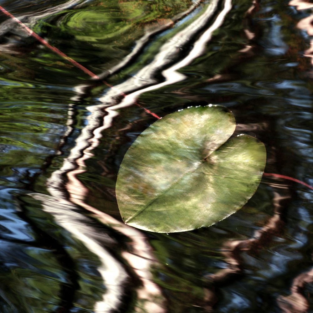 Reflexos nos nenúfares de Christina Sillen