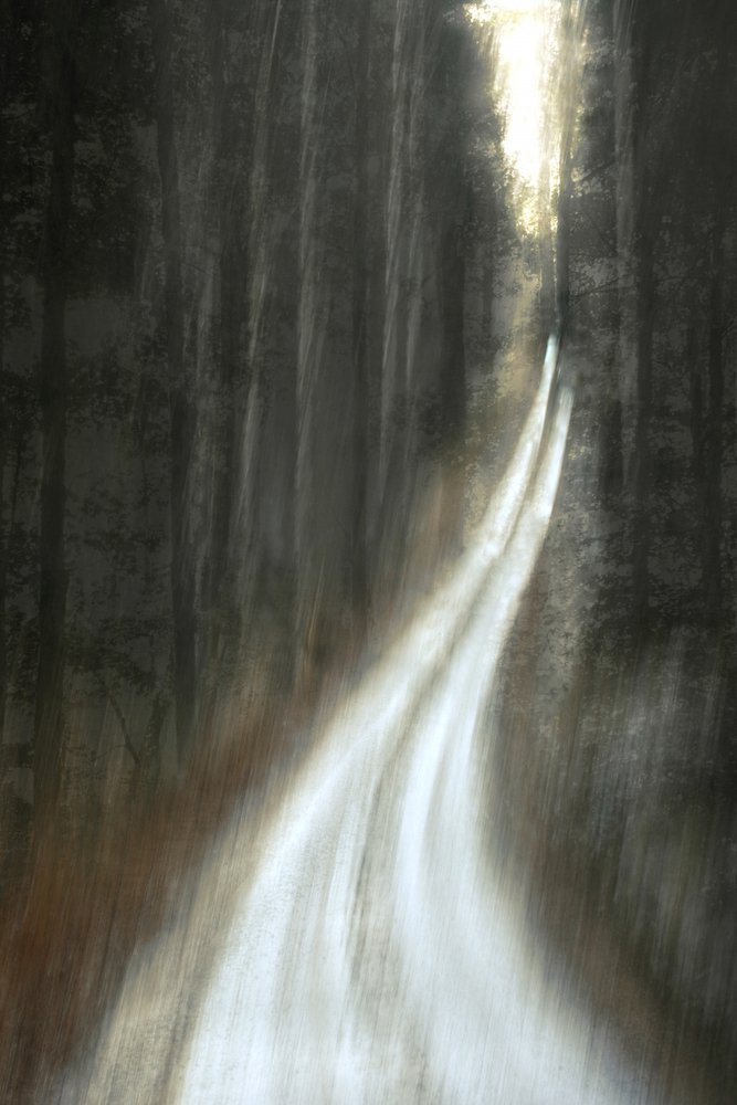 Caminho Luminoso na Floresta de Christina Sillen