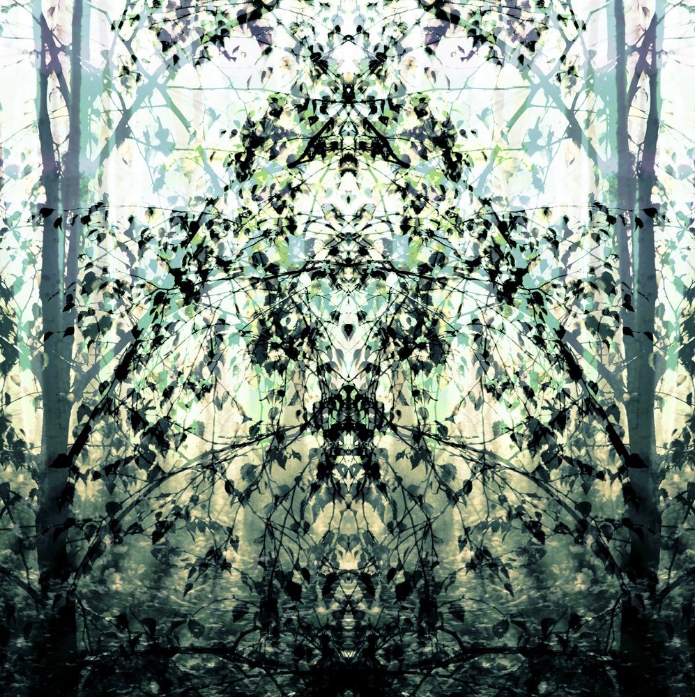Sonho da Floresta Espelhada de Christina Sillen
