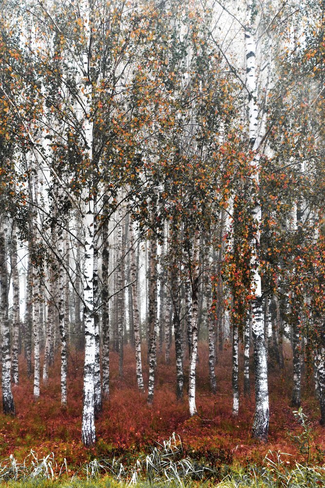 Bosque de bétulas enevoado de Christina Sillen
